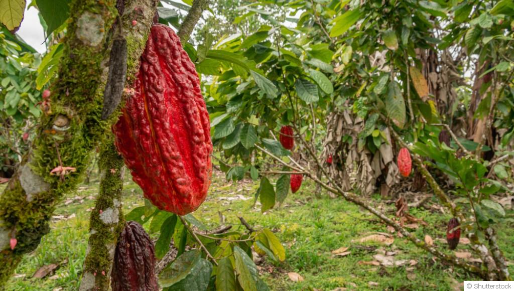 Plantes indigènes : pourquoi et comment les cultiver