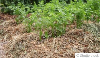 Techniques de paillage pour un jardin sain