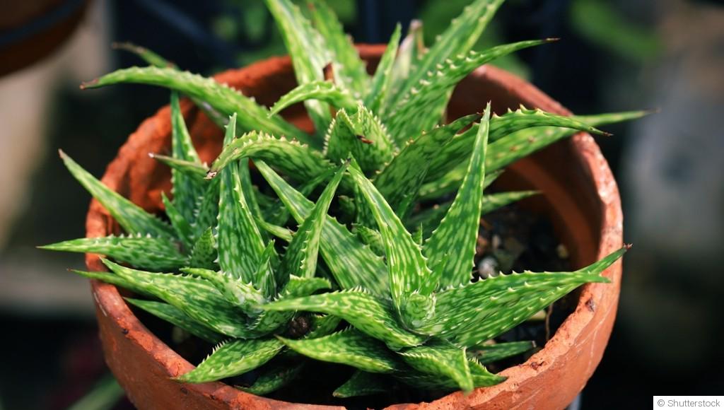 20 plantes qui poussent sans eau