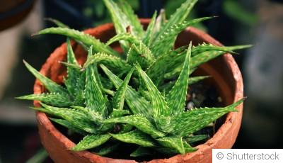 20 plantes qui poussent sans eau