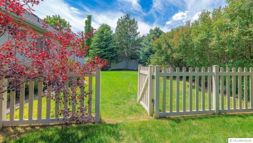 Quelles plantes utiliser pour recouvrir vos clôtures?