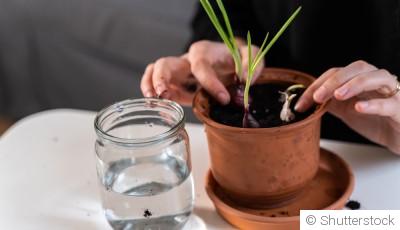 Comment planter de l\'ail chez soi ?