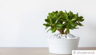 Comment faire pousser un arbre de jade ?
