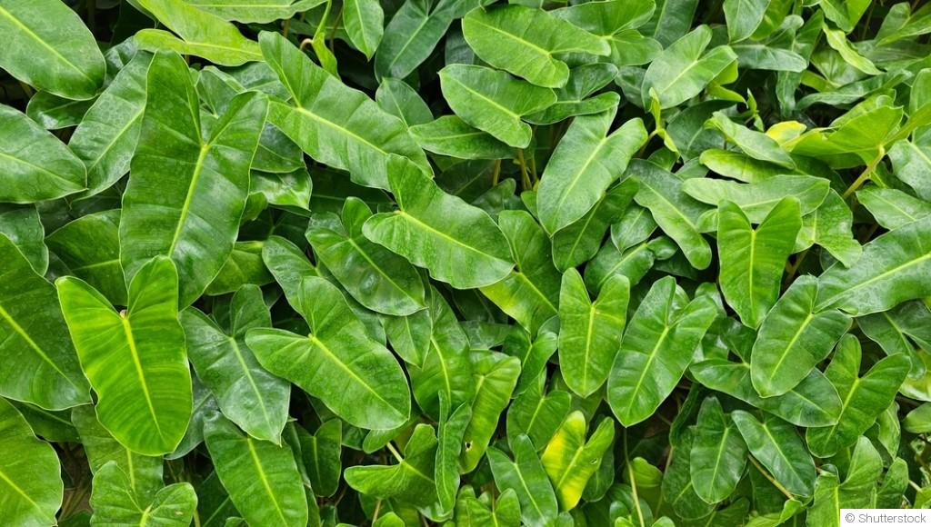 Quels sont les 10 arbres qui poussent le plus vite ?