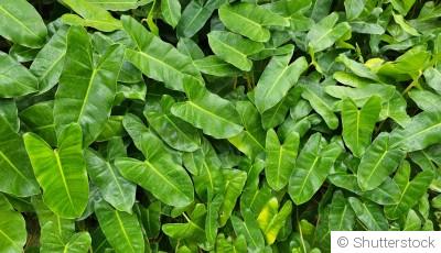 Quels sont les 10 arbres qui poussent le plus vite ?