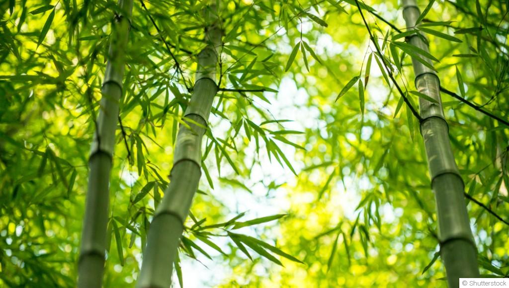 Quelles sont les différentes variétés de bambou ?