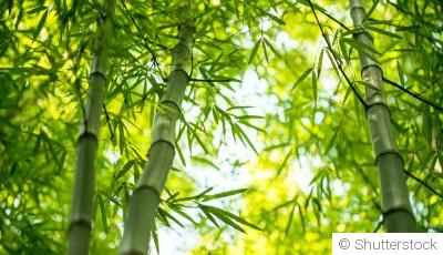 Quelles sont les différentes variétés de bambou ?