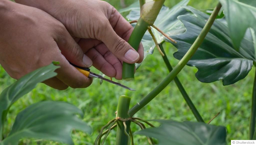 Quelles sont les 15 plantes les plus faciles à bouturer ?