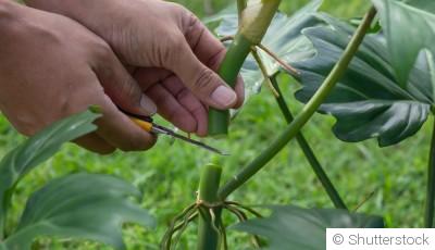 Quelles sont les 15 plantes les plus faciles à bouturer ?