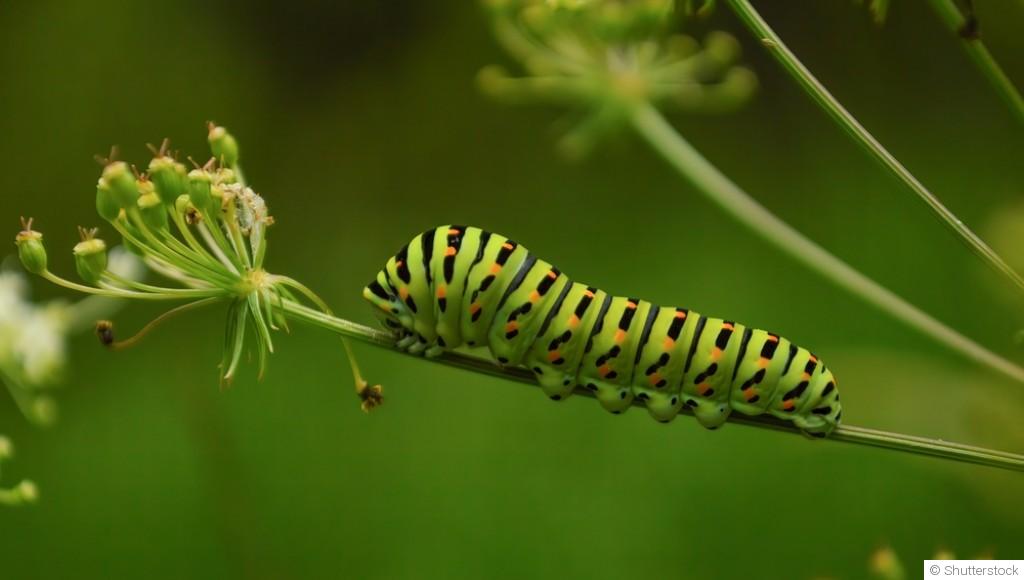 Comment lutter contre les chenilles ?