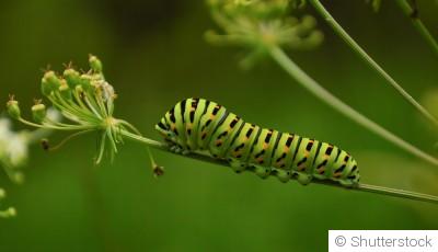 Comment lutter contre les chenilles ?
