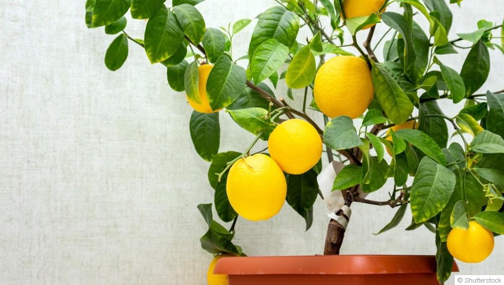 Comment faire pousser un citronnier dans une tasse ?