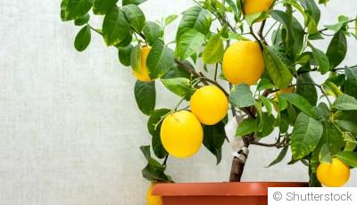 Comment faire pousser un citronnier dans une tasse ?
