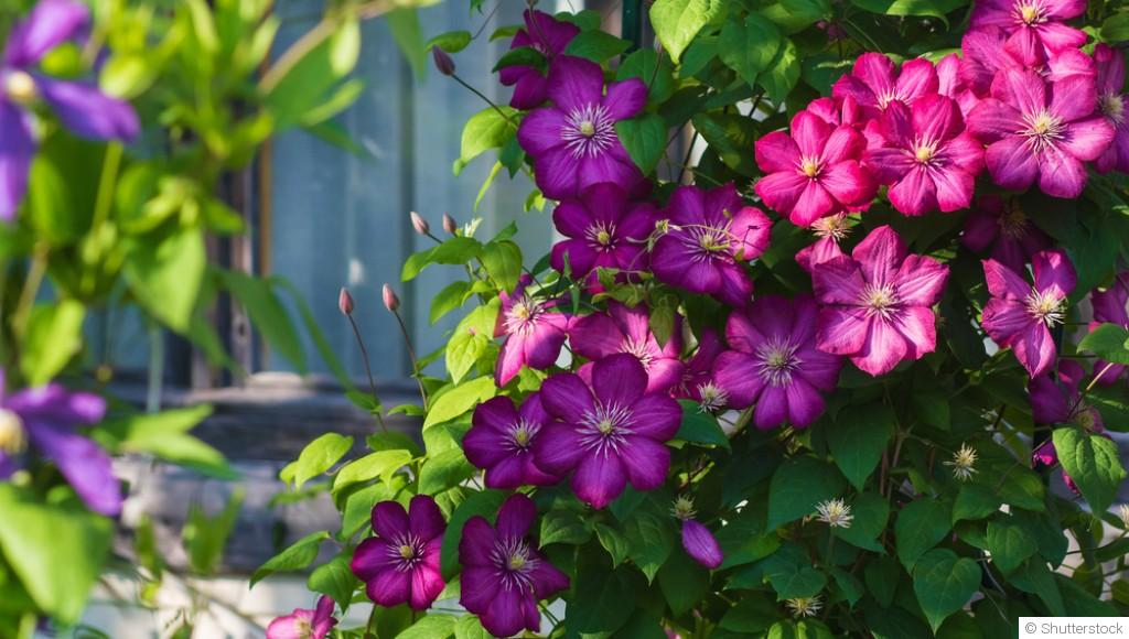Comment planter des clématites en pot ?
