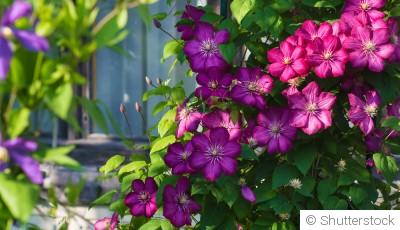 Comment planter des clématites en pot ?