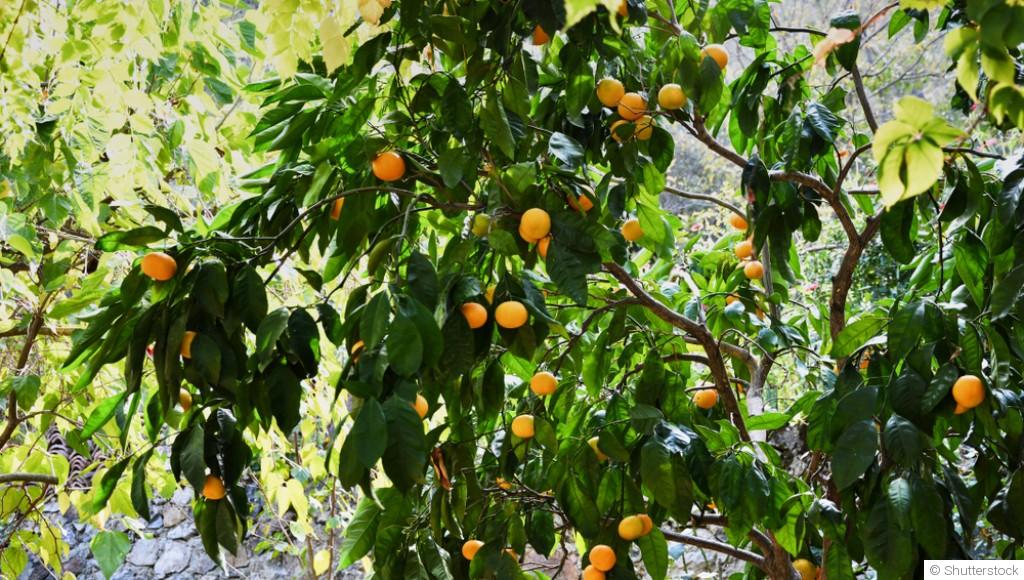 Comment faire pousser un clémentinier ?