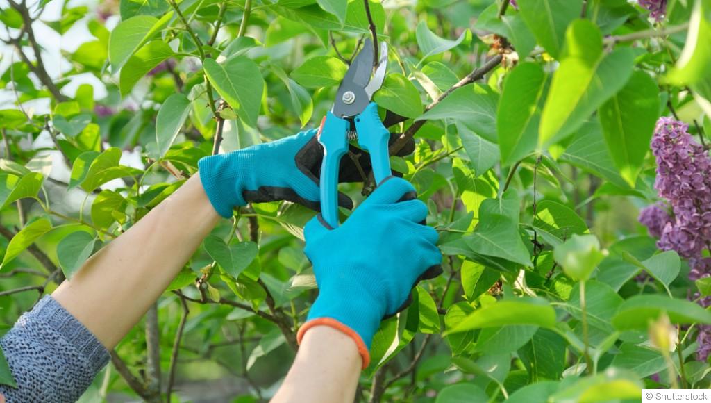 Comment bien tailler son lilas