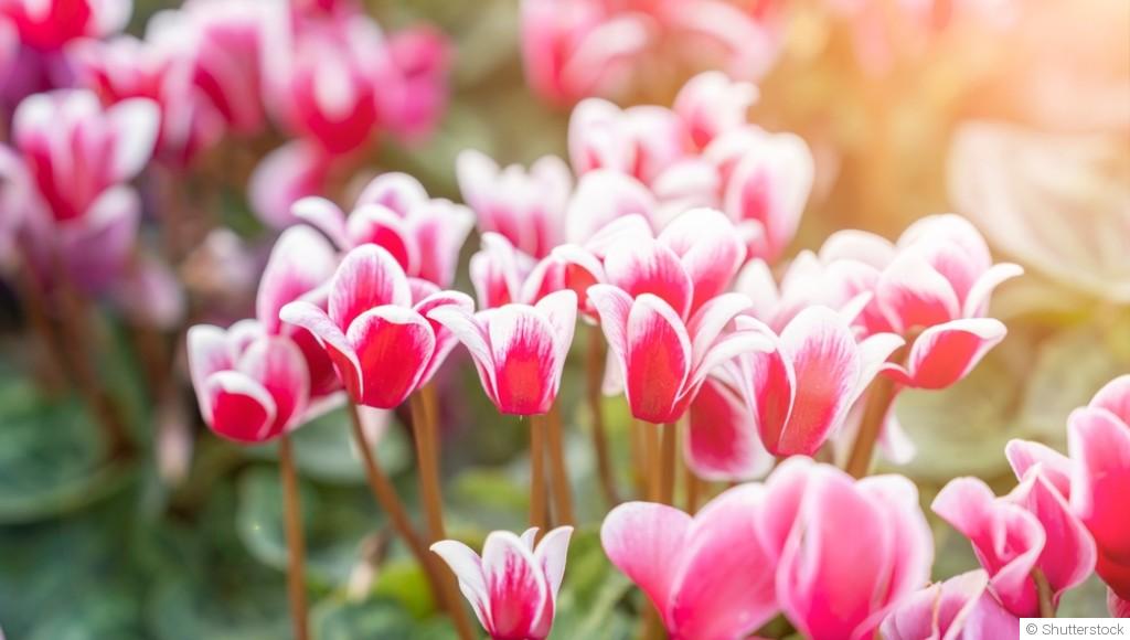 Comment entretenir les cyclamens ?