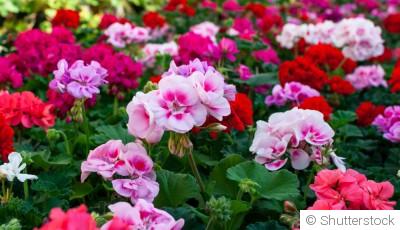 Comment entretenir les géraniums ?