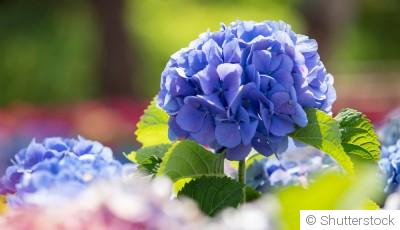 Comment entretenir les hortensias ?