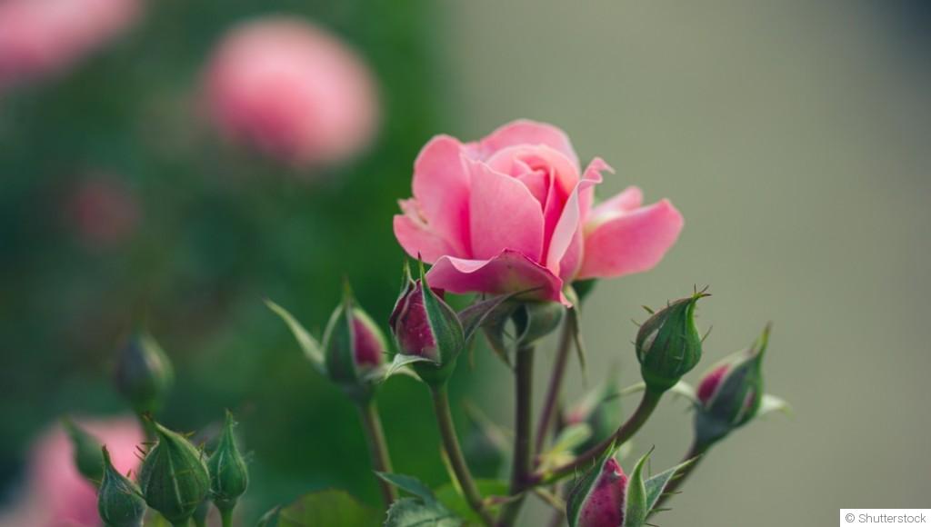 Comment entretenir les rosiers ?