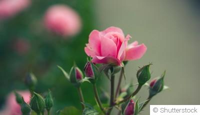 Comment entretenir les rosiers ?