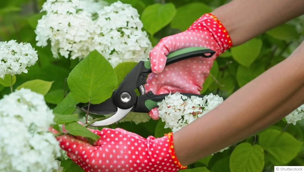 Comment entretenir ses hortensias ?