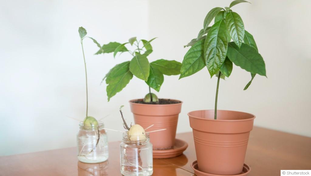 Comment faire germer un noyau d\'avocat