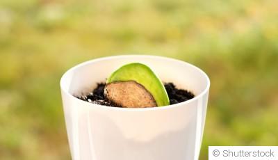 Comment faire germer un noyau de mangue?