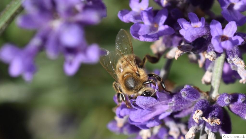 Comment multiplier la lavande ?