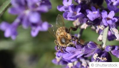 Comment multiplier la lavande ?