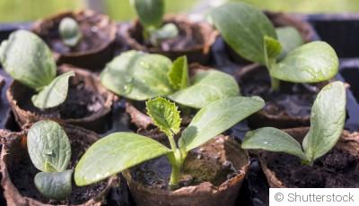 Comment planter des courgettes en pot ?
