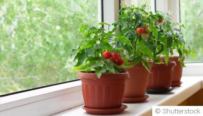 Comment planter des tomates en pot ?