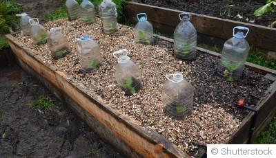 Comment protéger son potager des limaces