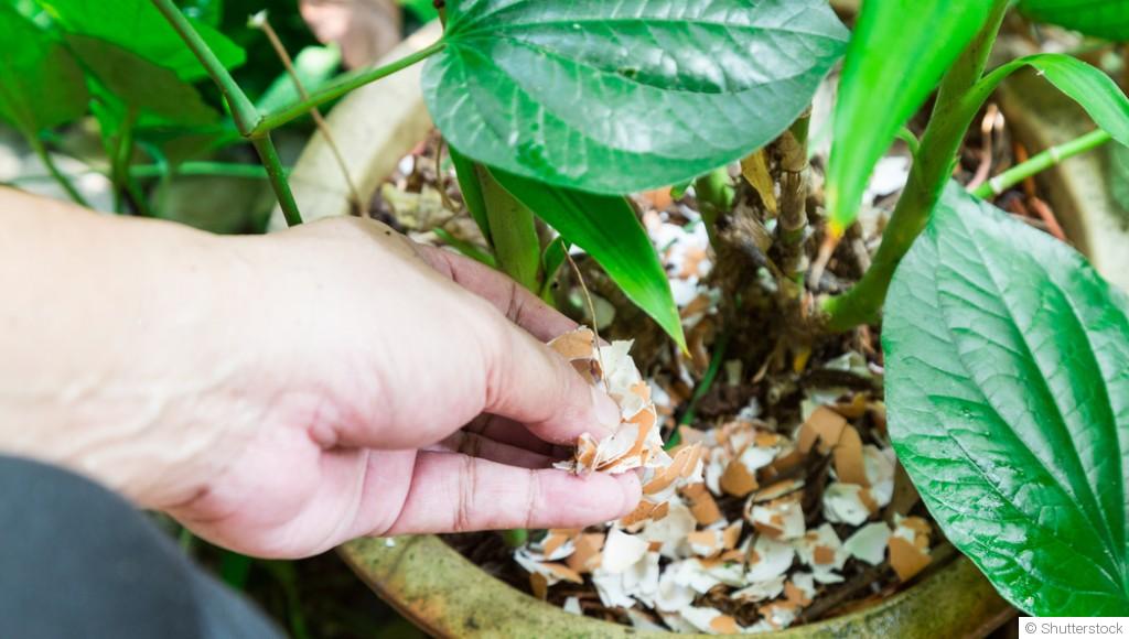 Comment fabriquer un engrais maison naturel ?