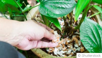 Comment fabriquer un engrais maison naturel ?