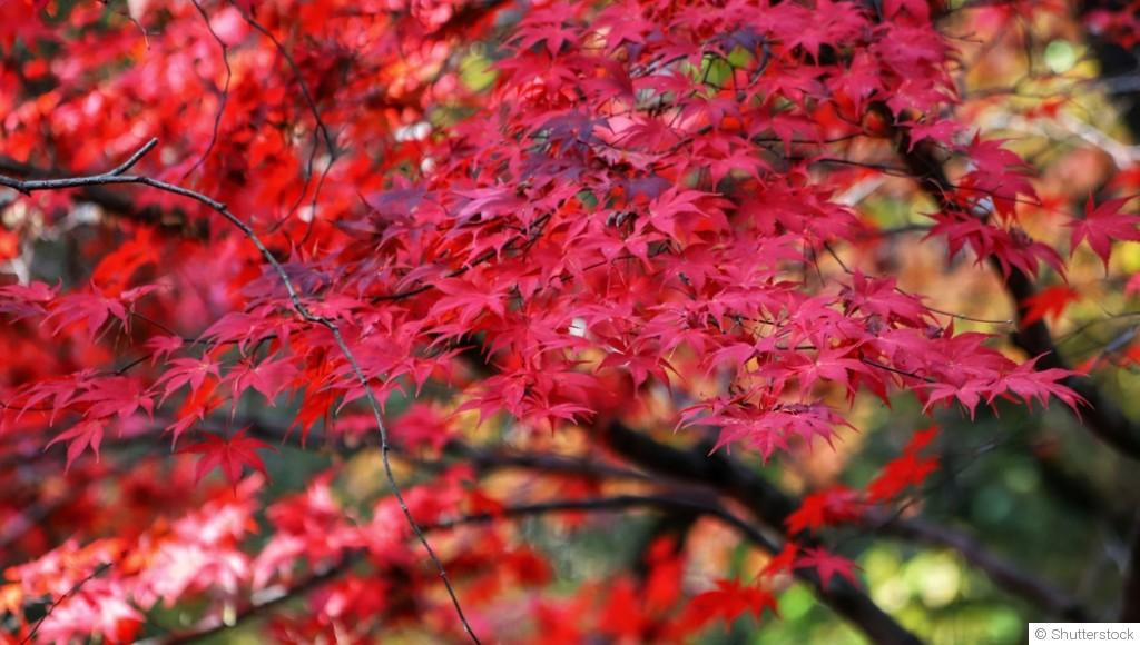 Comment entretenir l\'érable du Japon ?