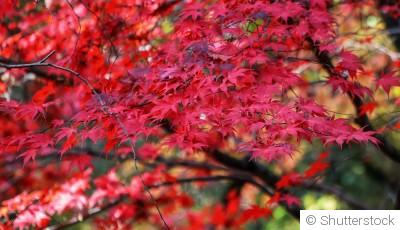 Comment entretenir l\'érable du Japon ?