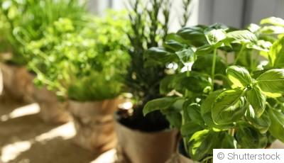 Comment planter des herbes aromatiques sur son balcon ?