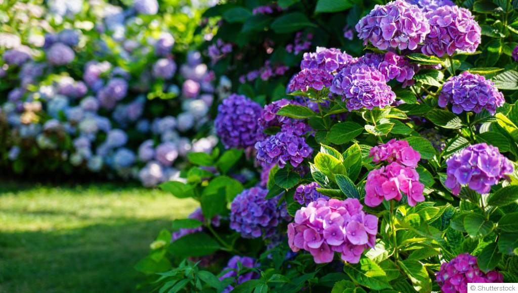 Comment cultiver un hortensia en pot ?