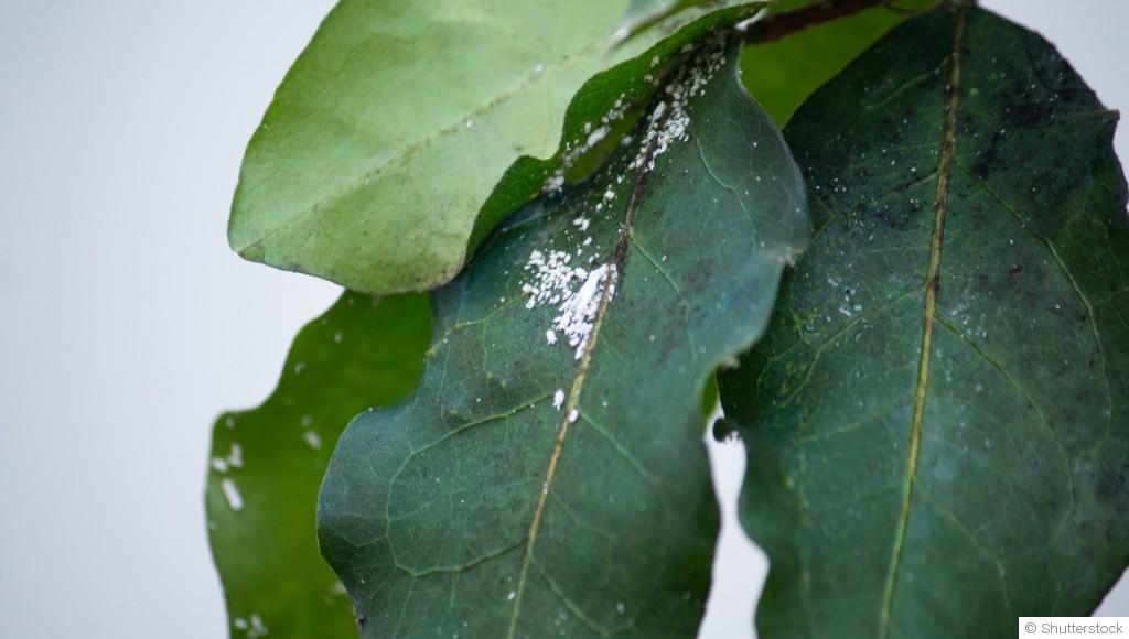 Comment traiter la cochenille ?