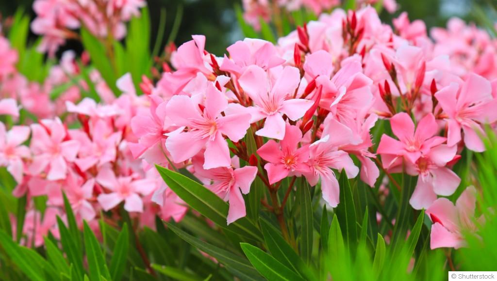 Comment tailler son laurier ?