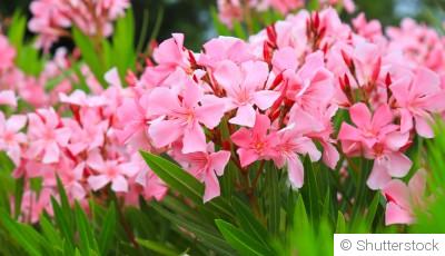 Comment tailler son laurier ?