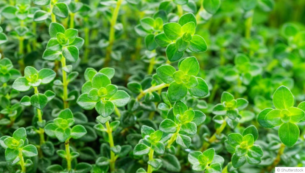 Quelles sont les plantes anti-moustiques les plus efficaces ?