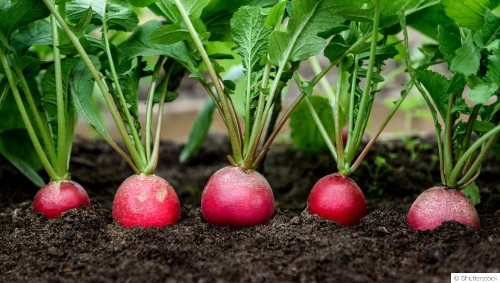 Quels sont les légumes qui poussent à l\'ombre ?
