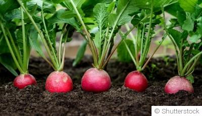 Quels sont les légumes qui poussent à l\'ombre ?