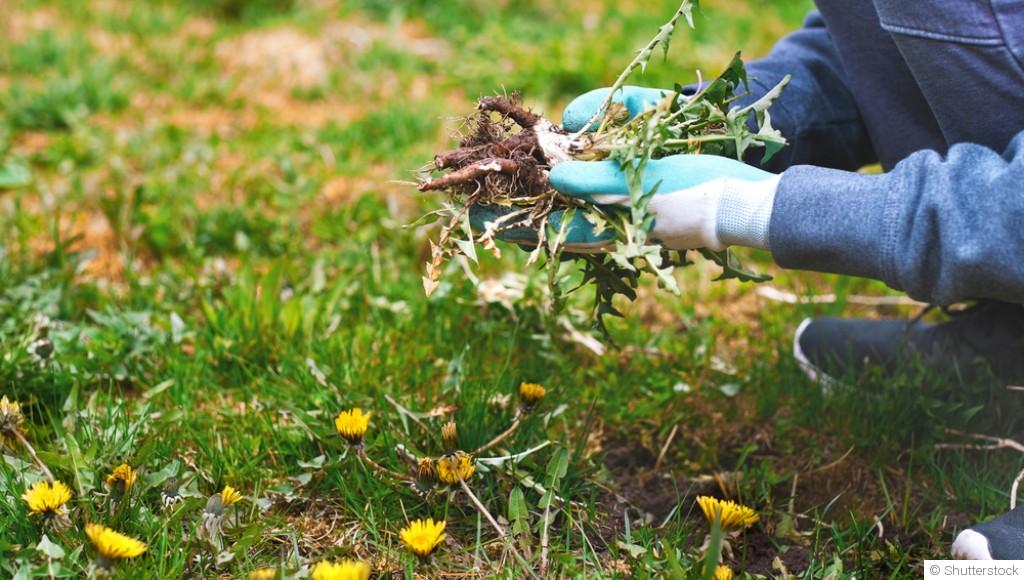 Comment se débarrasser des mauvaises herbes naturellement ?