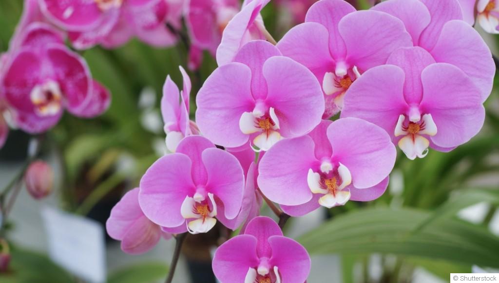 Comment entretenir ses orchidées ?