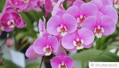 Comment entretenir ses orchidées ?