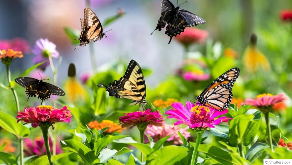 Comment attirer les papillons dans son jardin  ?